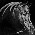 Arabian Stallion